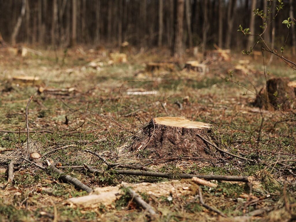 Bomen rooien